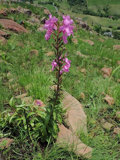 Cycnium racemosum, photographed by Peter Warren
