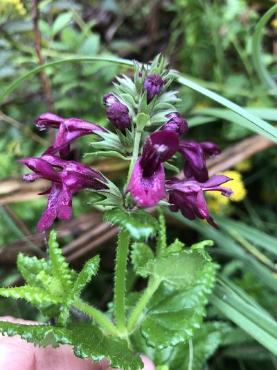 Stachys thunbergii, photographed by Sean Privett