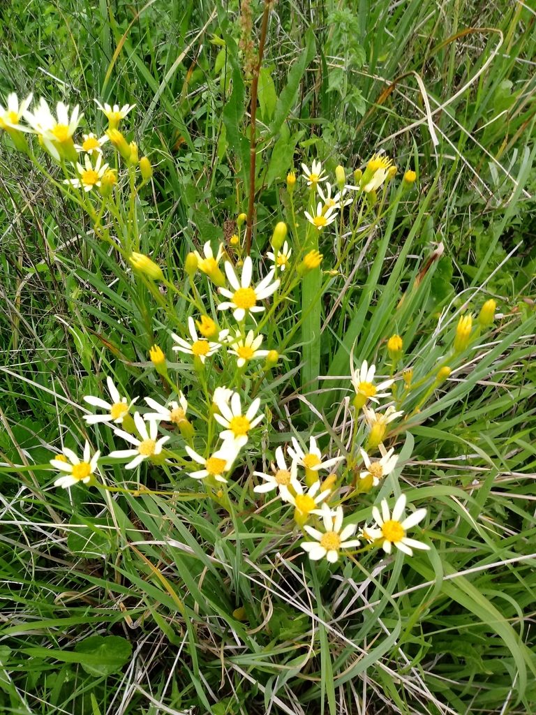 Senecio tweediei, photographed by Natalia S. Martino