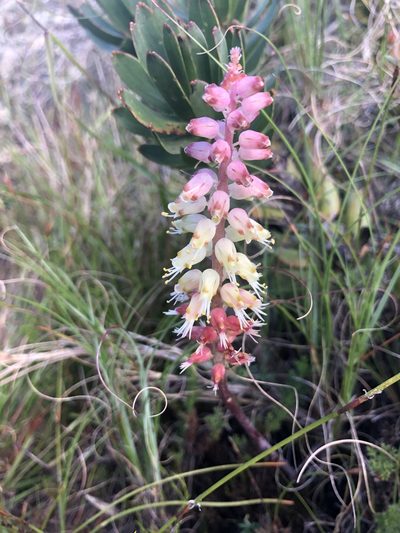 Lachenalia lutzeyeri, photographed by Sean Privett