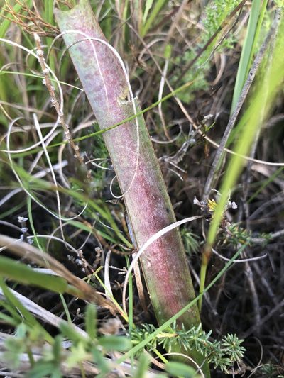Lachenalia lutzeyeri, photographed by Sean Privett