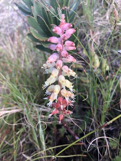 Lachenalia lutzeyeri, photographed by Sean Privett
