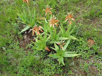 Aloe neilcrouchii, photographed by Peter Warren