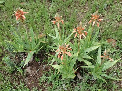 Aloe neilcrouchii, photographed by Peter Warren