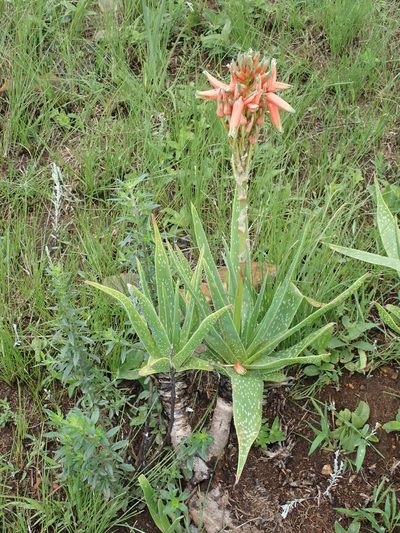 Aloe neilcrouchii, photographed by Peter Warren