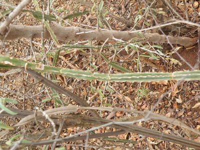 Cissus cactiformis, photographed by Antoinette Eyssell Knox
