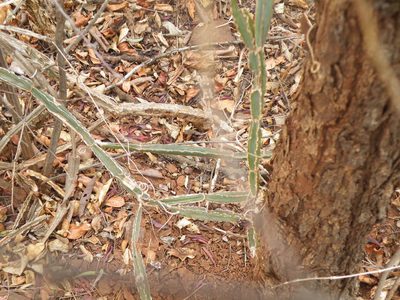 Cissus cactiformis, photographed by Antoinette Eyssell Knox