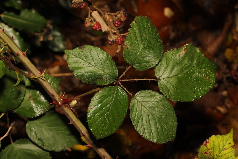 Rubus cardiophyllus, photographed by Stephen James McWilliam