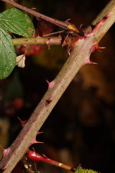 Rubus cardiophyllus, photographed by Stephen James McWilliam