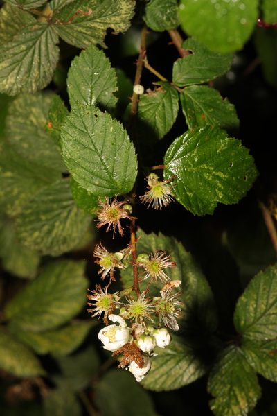 Rubus cardiophyllus, photographed by Stephen James McWilliam