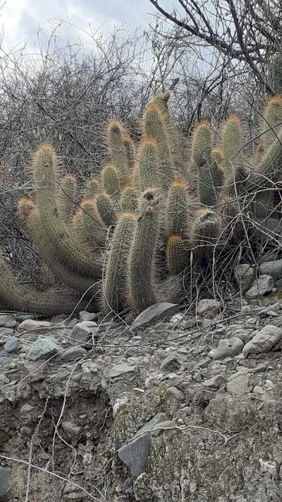 Soehrensia strigosa, photographed by Benjamin Bender