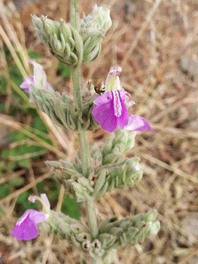 Anisomeles malabarica, photographed by S.MORE