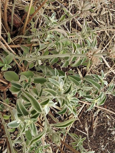 Anisomeles malabarica, photographed by S.MORE