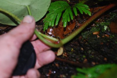 Peperomia hernandiifolia, photographed by Quentin Groom