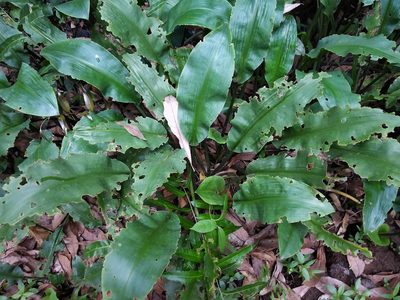 Lagenandra toxicaria, photographed by S.MORE