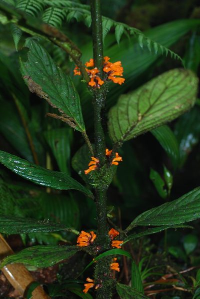 Besleria notabilis, photographed by Quentin Groom