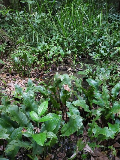 Lagenandra toxicaria, photographed by S.MORE