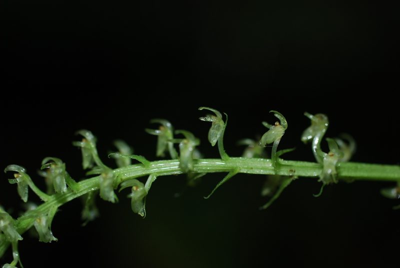 Crossoglossa blephariglottis, photographed by Quentin Groom