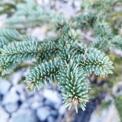 Abies vejarii, photographed by Alejandro Arguelles