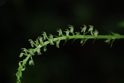 Crossoglossa blephariglottis, photographed by Quentin Groom