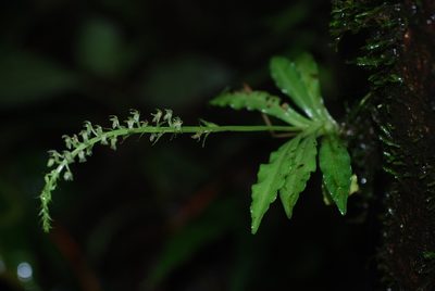 Crossoglossa blephariglottis, photographed by Quentin Groom
