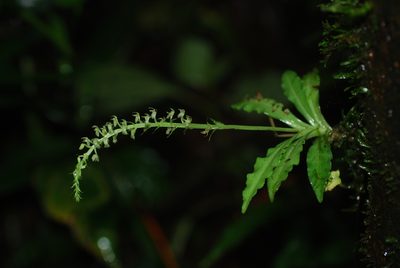 Crossoglossa blephariglottis, photographed by Quentin Groom