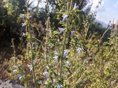 Salvia polystachia, photographed by Zoltán Stekkelpak