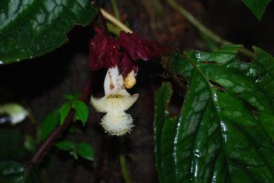 Drymonia turrialvae, photographed by Quentin Groom