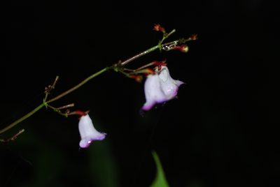 Monopyle maxonii, photographed by Quentin Groom