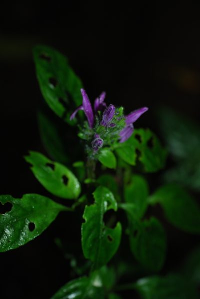 Justicia brenesii, photographed by Quentin Groom