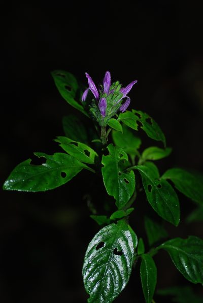 Justicia brenesii, photographed by Quentin Groom