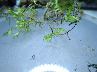 Dichelyma uncinatum, photographed by Randal
