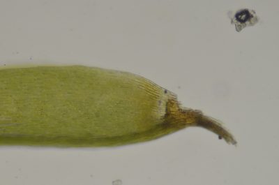 Dichelyma uncinatum, photographed by Randal