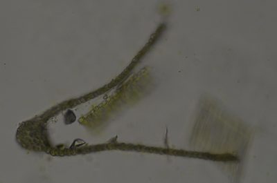 Dichelyma uncinatum, photographed by Randal