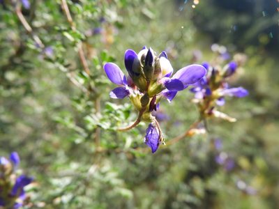 Dalea bicolor, photographed by Leticia Jiménez Hernández