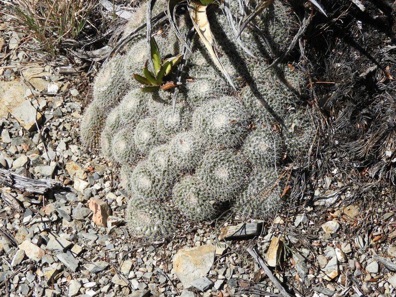 Mammillaria formosa, photographed by Leticia Jiménez Hernández