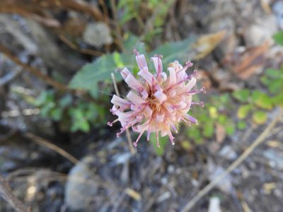 Acourtia purpusii, photographed by Leticia Jiménez Hernández