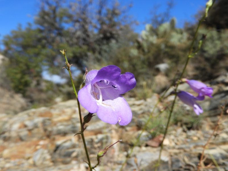 Penstemon amphorellae, photographed by Leticia Jiménez Hernández