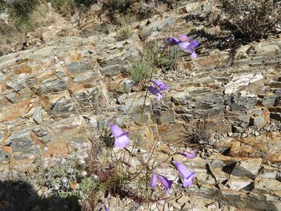 Penstemon amphorellae, photographed by Leticia Jiménez Hernández