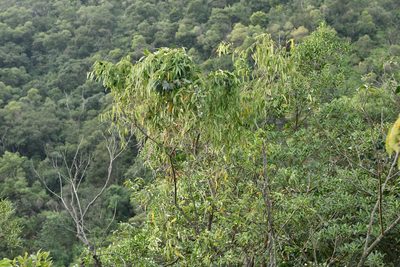 Dioscorea cirrhosa, photographed by 國立臺灣博物館
