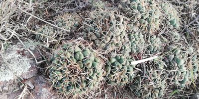 Coryphantha elephantidens, photographed by Víctor Galván Noriega