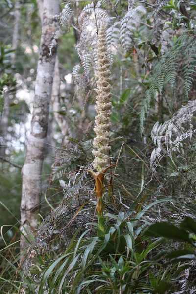 Dracophyllum verticillatum, photographed by Richard Fuller