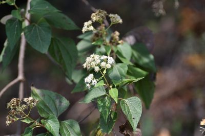 Chromolaena collina, photographed by Neptalí Ramírez Marcial