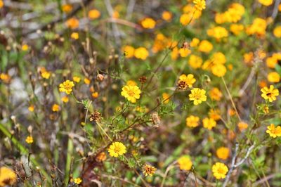 Dyssodia decipiens, photographed by Neptalí Ramírez Marcial