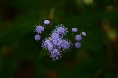 Fleischmannia pycnocephala, photographed by Neptalí Ramírez Marcial