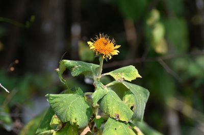 Sinclairia andrieuxii, photographed by Neptalí Ramírez Marcial