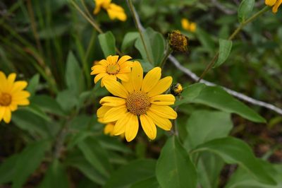 Tithonia longiradiata, photographed by Neptalí Ramírez Marcial