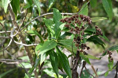 Desmanthodium perfoliatum, photographed by Neptalí Ramírez Marcial