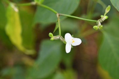 Tripogandra grandiflora, photographed by Neptalí Ramírez Marcial