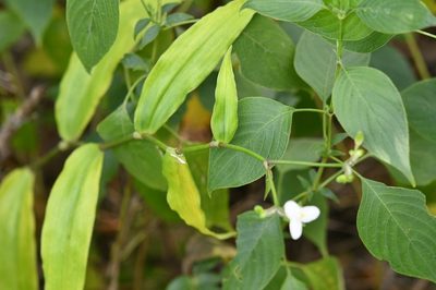 Tripogandra grandiflora, photographed by Neptalí Ramírez Marcial